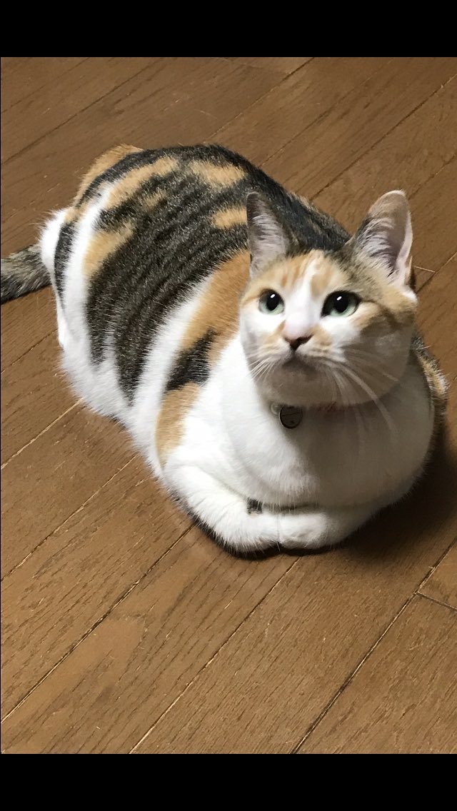 携帯の着信音 Twitter Search Twitter