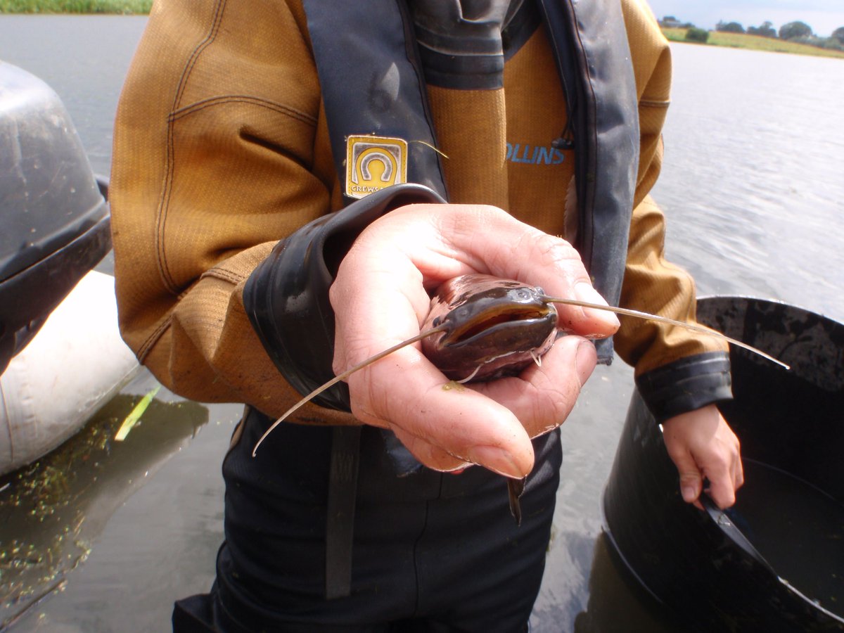 APEM_Ltd's tweet photo. Read our blog written by Dr Alex Seeney and Dr James Smith from our Physical aquatic team to find out more about the effect of the Pumpkinseed and other freshwater fish INNS and what APEM are doing to help. https://t.co/ZVjIjoeyAF #INNSweek #invasivespecies #fish https://t.co/LYh74OgABq
