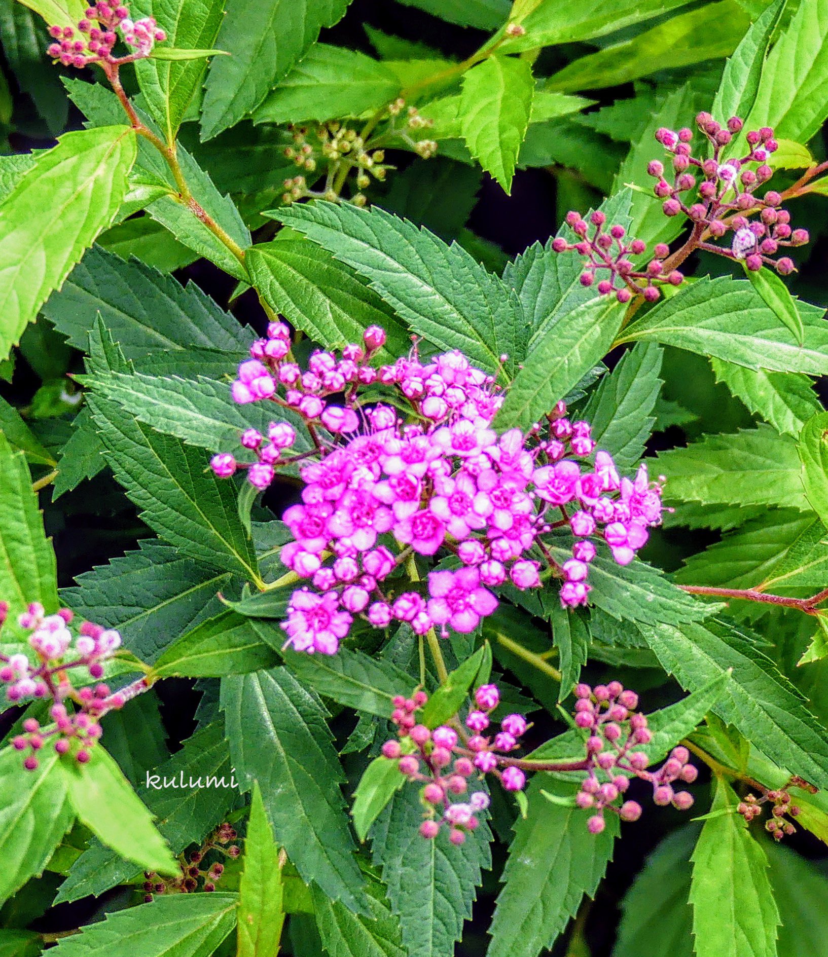 下野の花 Twitter Search Twitter