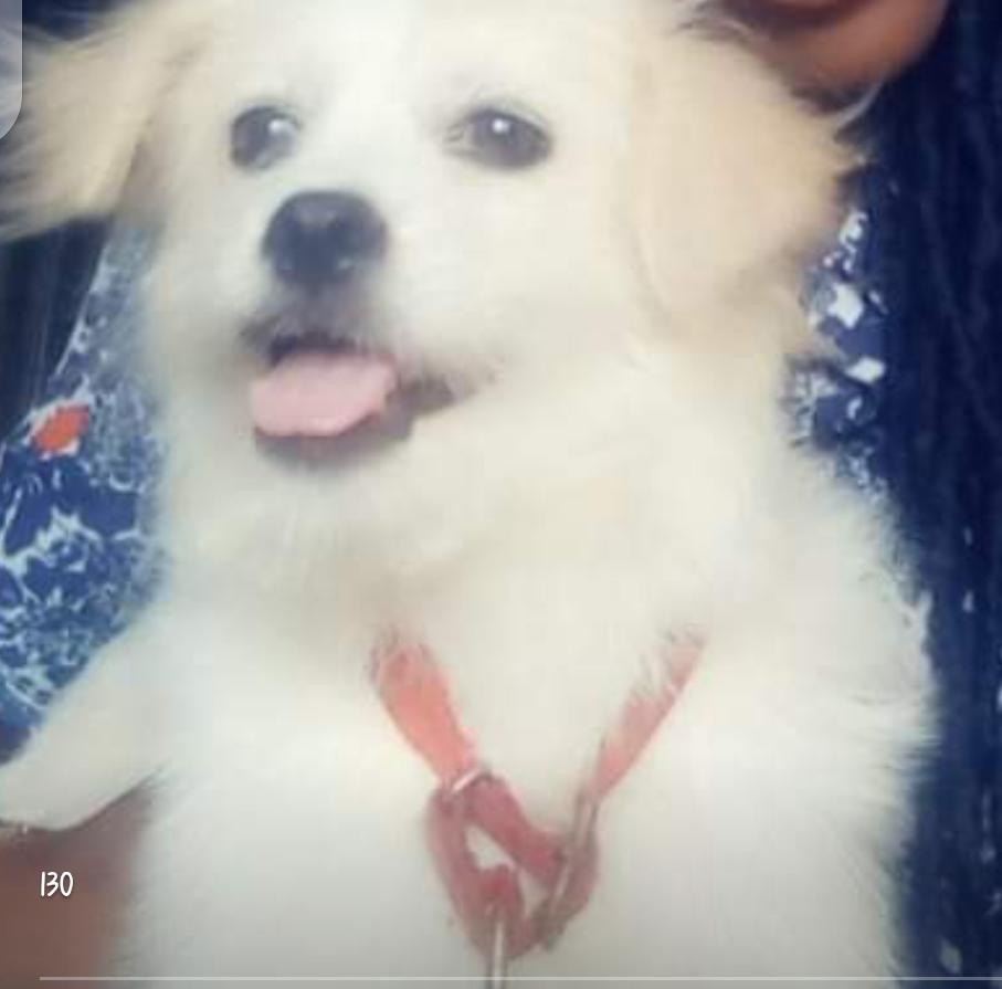 SoniaHalliday3's tweet photo. RIP Daisy😭💔
I've been finding it hard to accept that you are gone😢
Chai my booboo🤧
My play mate 😫
My 001 pet 😭 https://t.co/YiJlrs5arA