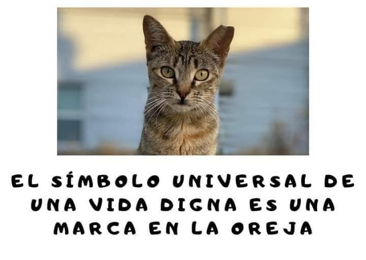 PBAT / Plataforma Bienestar Animal Tacoronte tweet media