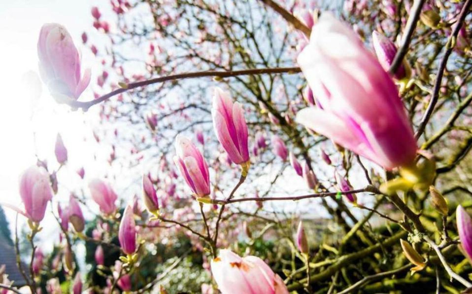 Buenos días 🤗 Podrán cortar todas las flores, pero no podrán detener la primavera. Pablo Neruda.
La primavera es la época del año que se asocia el amor. Cuando el amor es eterno, la primavera no se detiene.
Va por ti <a href="/tarazonamancha/">Tarazona de la Mancha</a> 
<a href="/ucintarazona/">UCIN TARAZONA DE LA MANCHA</a>