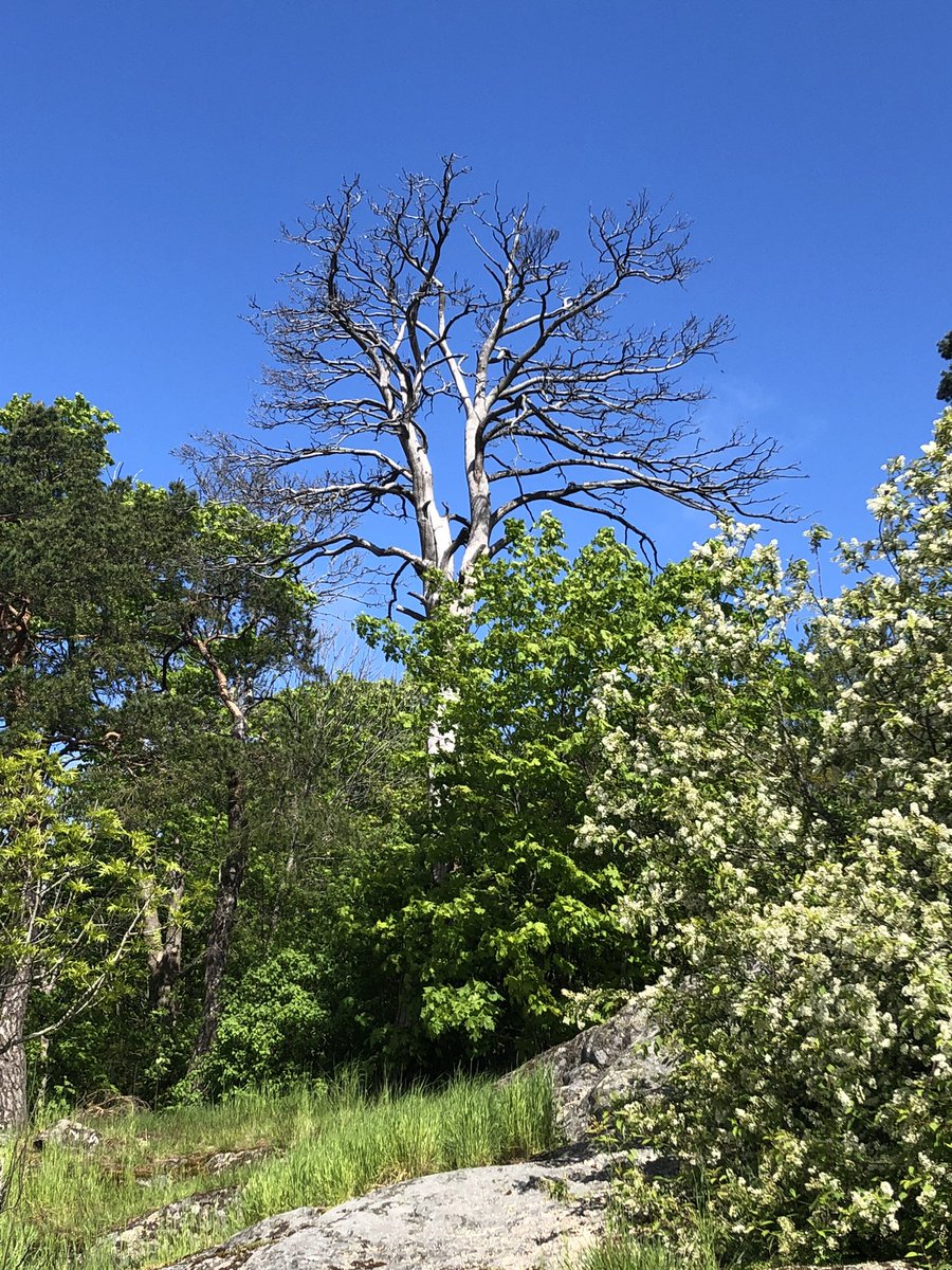 Kayryn's tweet image. Tree collection. #minication