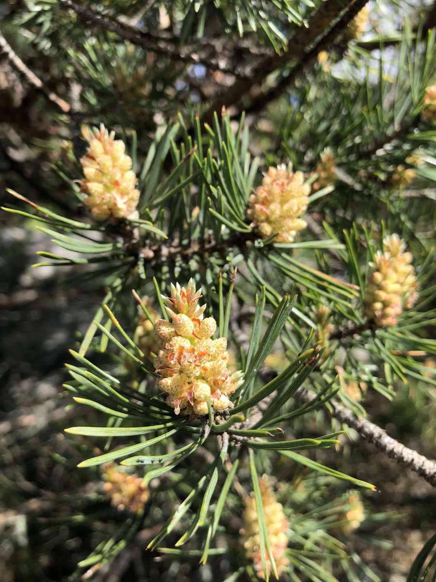 Kayryn's tweet image. Tree collection. #minication