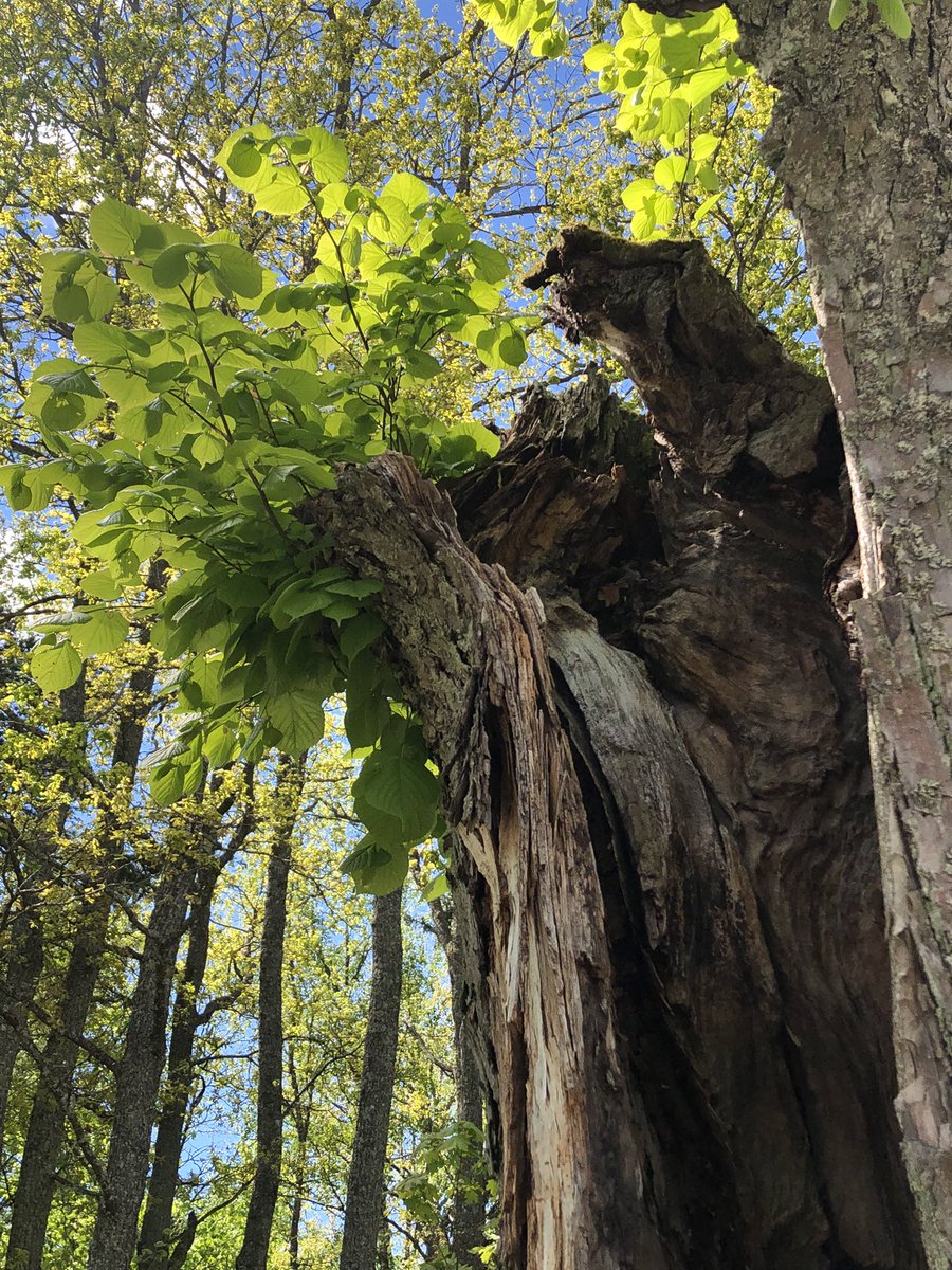 Kayryn's tweet image. Tree collection. #minication