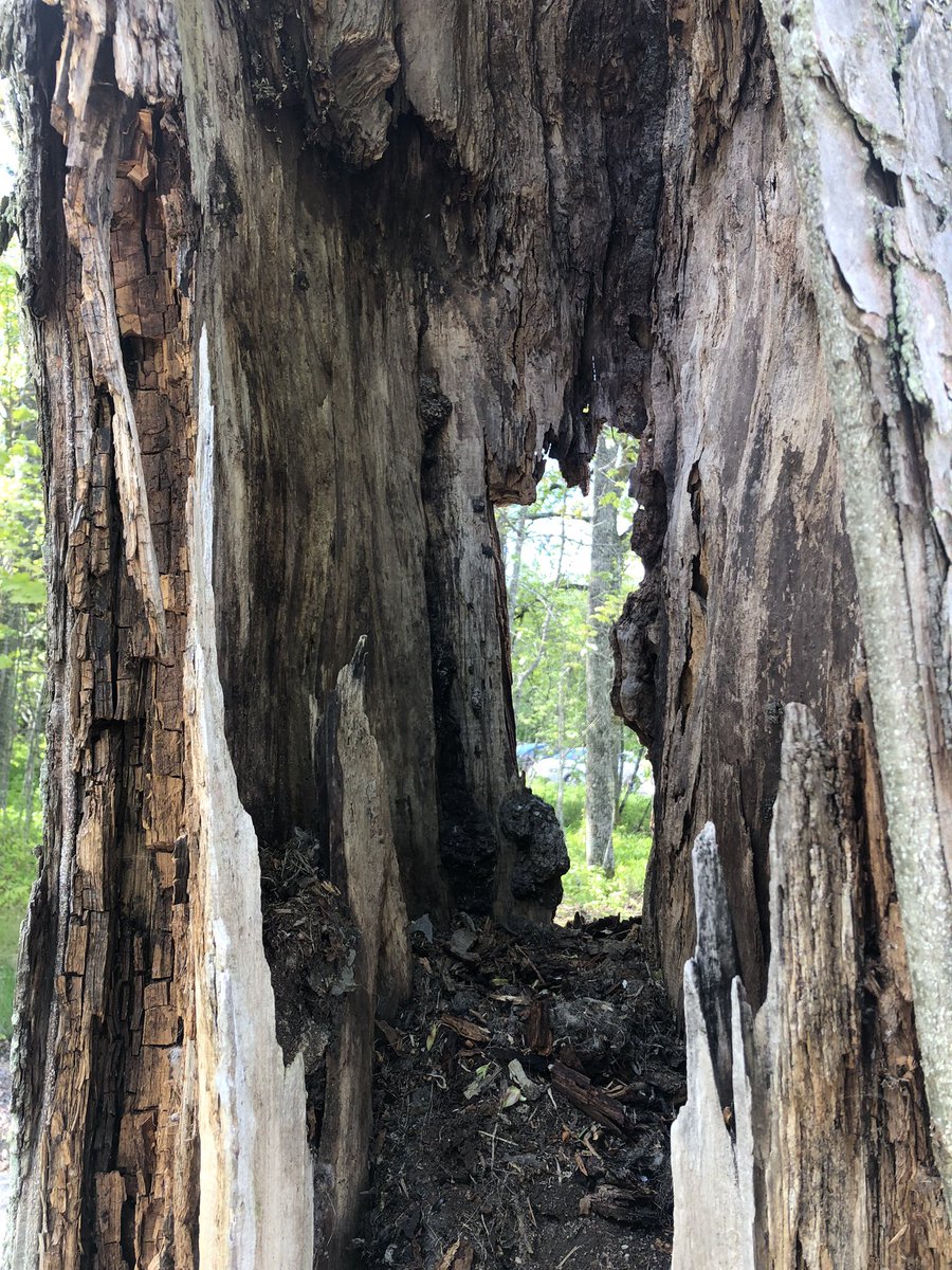 Kayryn's tweet image. Tree collection. #minication