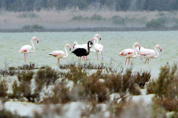 Weird_AnimaIs's tweet photo. An extremely rare melanistic flamingo, only the second individual ever found.

(Photo Marinos Meletiou) https://t.co/QtxFwDTnIS