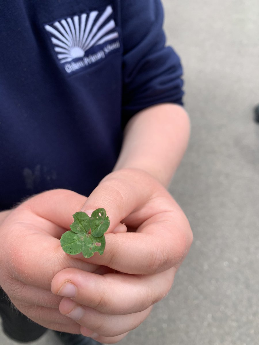 ChilternY3's tweet photo. Wow! One of our lucky tigers found a four-leaf clover. 😁🍀 https://t.co/SlaKECisYC