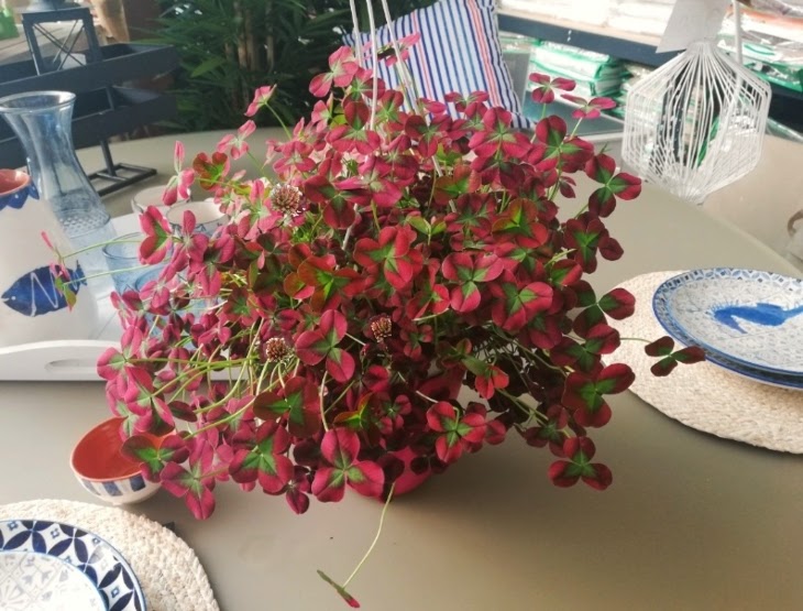 Plantas y flores tweet media