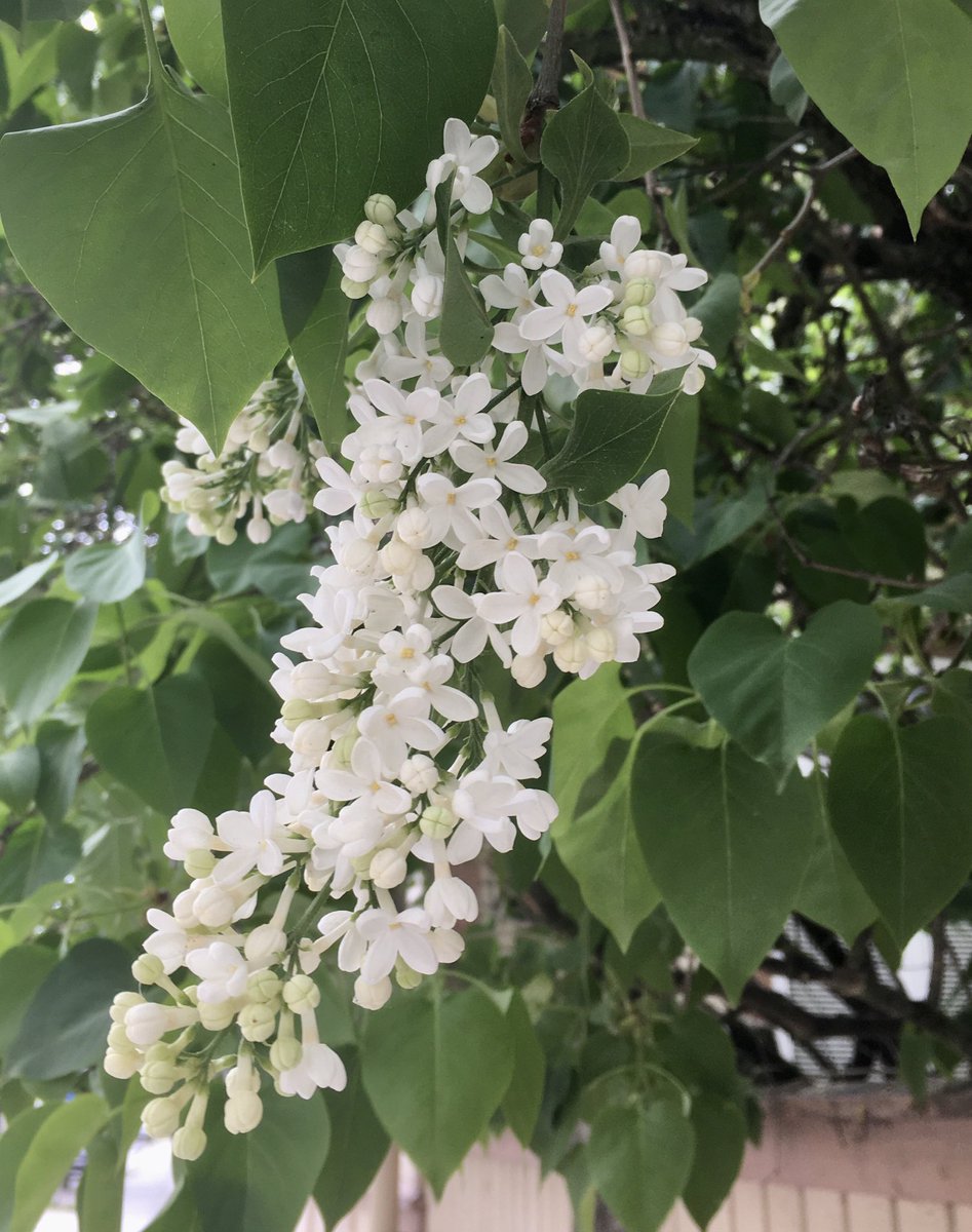 StinaLindroos's tweet photo. Varamummoilemassa vaunulenkillä Turussa Portsassa, Puutarhakadulla. Vastaan tuli syreenejä. Se tuoksu. Tuoksu purkkiin pliis🌸! Ja kyllä, vauva nukkui sikeästi👶. #turku #syreenit #kevät #visitturku https://t.co/oMAKYuABGv