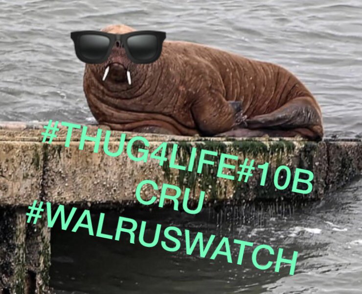 daisybmusic's tweet photo. @BBCR1 hey @gregjames did you get our #walruswatch tune? https://t.co/vICs6Ncos3