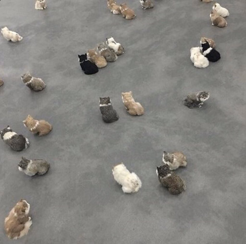 GENTLECAT (@gentleeeeeeecat) on Twitter photo 