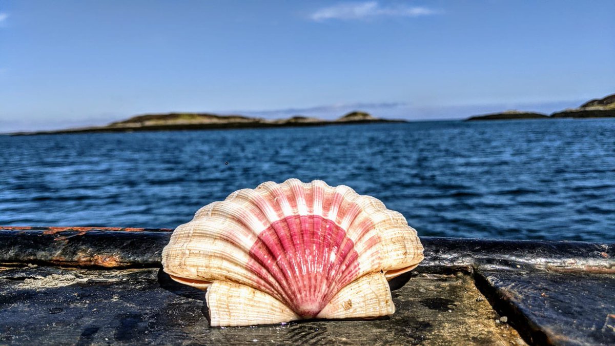 KelticSeafare's tweet photo. A hand dived Scottish king scallops with the most beautiful colouring, they are quite rare and we think they take the colour from Maerl, a pink corraline Seaweed which grows in certain areas.
#scottishscallops #handdivedscallops #maerl #rarefind #scottishshellfish https://t.co/TfAmKl8c0a