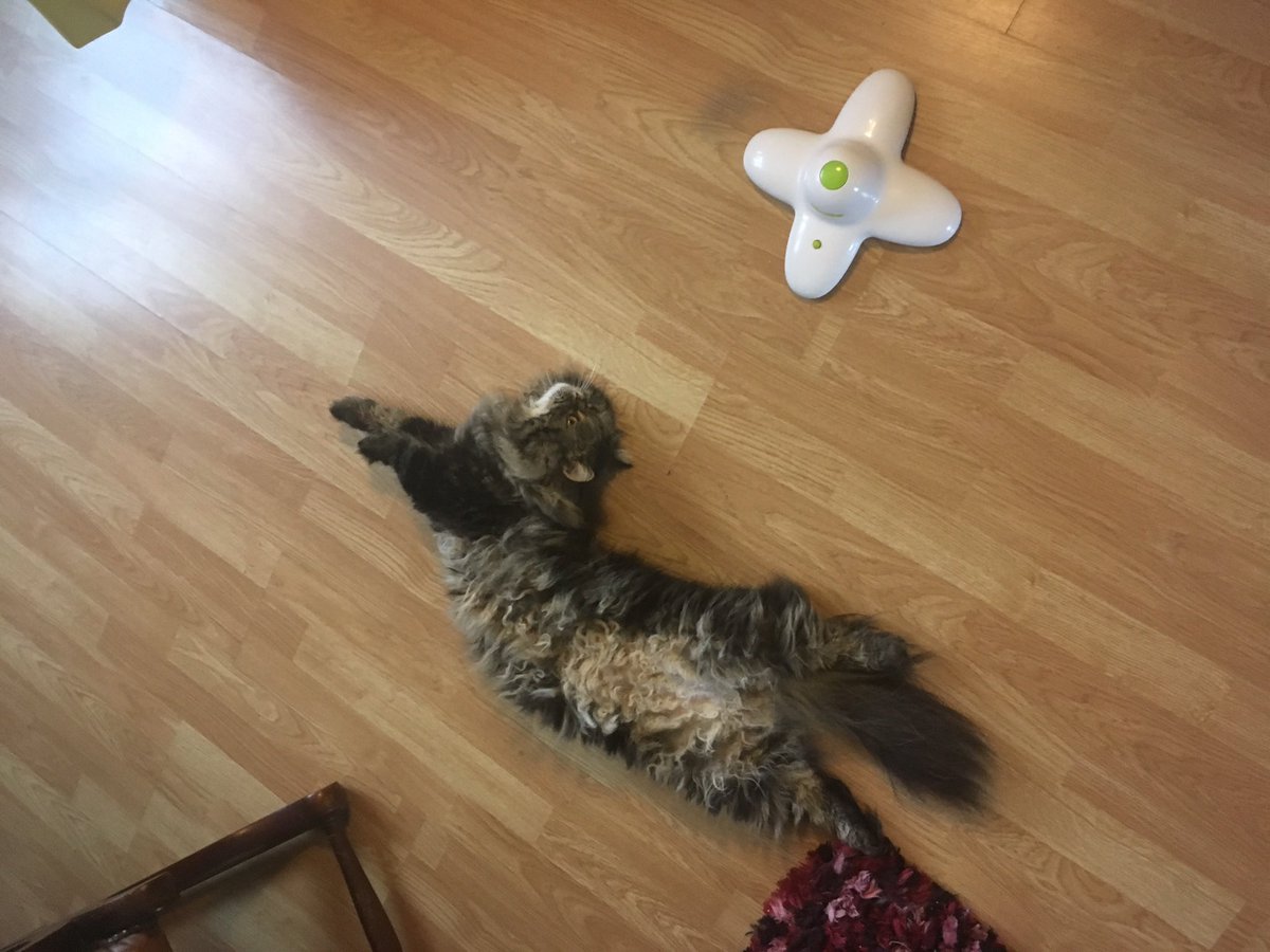fluffybasil's tweet photo. Today is Angel Basils birthday ๐ Mum tells us he was very gentle, fluffy and handsome. She misses him so much & we hope youโll join us today sending love to the rainbow bridge for him ๐ โฅ๏ธ #jellybellyfriday #missingbasilalways #ripbasil @Cleo_sMommy @BloomNight2 @Tonithecat32 https://t.co/U7SO7EweUA
