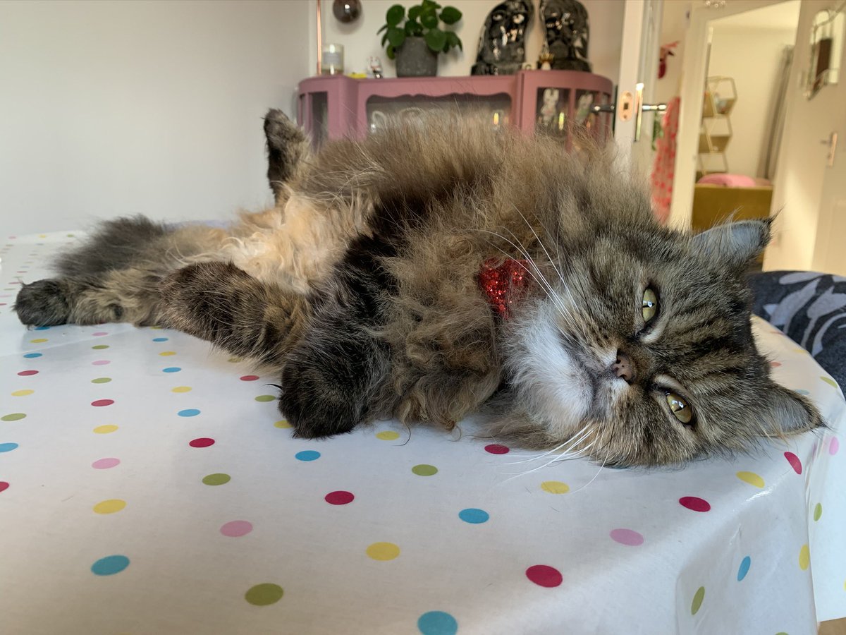 fluffybasil's tweet photo. Today is Angel Basils birthday ๐ Mum tells us he was very gentle, fluffy and handsome. She misses him so much & we hope youโll join us today sending love to the rainbow bridge for him ๐ โฅ๏ธ #jellybellyfriday #missingbasilalways #ripbasil @Cleo_sMommy @BloomNight2 @Tonithecat32 https://t.co/U7SO7EweUA