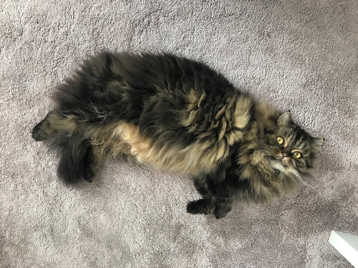fluffybasil's tweet photo. Today is Angel Basils birthday ๐ Mum tells us he was very gentle, fluffy and handsome. She misses him so much & we hope youโll join us today sending love to the rainbow bridge for him ๐ โฅ๏ธ #jellybellyfriday #missingbasilalways #ripbasil @Cleo_sMommy @BloomNight2 @Tonithecat32 https://t.co/U7SO7EweUA