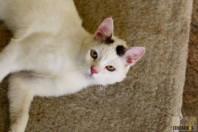 fcentaurus's tweet photo. Cudowny Mel rozgląda się za domem adopcyjnym! Jeśli chciałabyś/chciałbyś adoptować kicię, wypełnij formularz adopcji realnej, ze strony:
👉https://t.co/bpZHQLTxAF
Więcej o Mel:
👉https://t.co/z9TCKZmLd4 https://t.co/t2KYW1l4eS