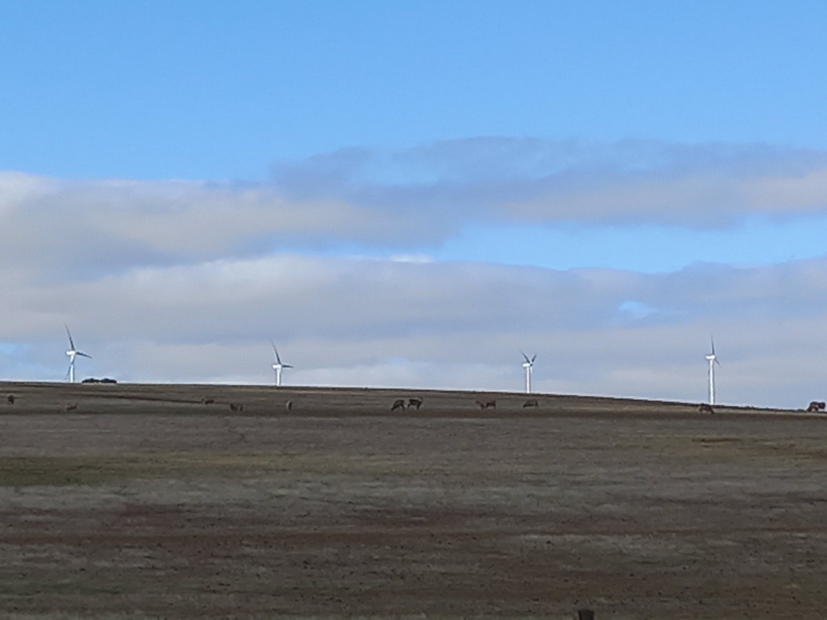 AWIExtensionSA's tweet photo. Join SheepConnect SA for a webinar 'Feeding despite the late rain' presented by Deb Scammell from Talking Livestock. Wednesday 9 June @ 7.30pm. 
Register: https://t.co/oESE4KxLSg

@woolinnovation @Livestock_SA @MerinoInsight @meatlivestock https://t.co/FML2yiTjPA