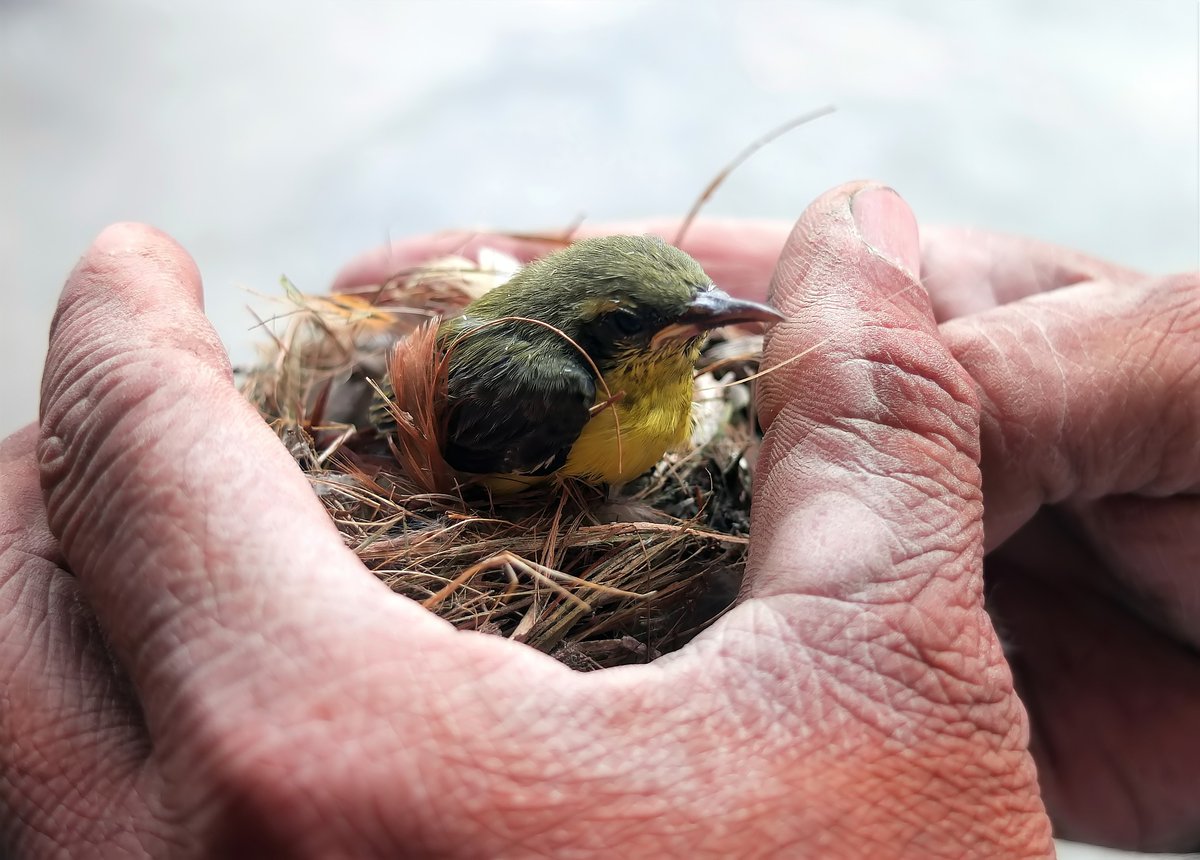 Mutterpflegerin's tweet photo. Die #Mütterpflege ist...

...wie ein Nest um das Nest. #Care #SelfCare

© Bild von Vinson Tan ( 楊 祖 武 ) auf Pixabay https://t.co/pinHBeg8xT