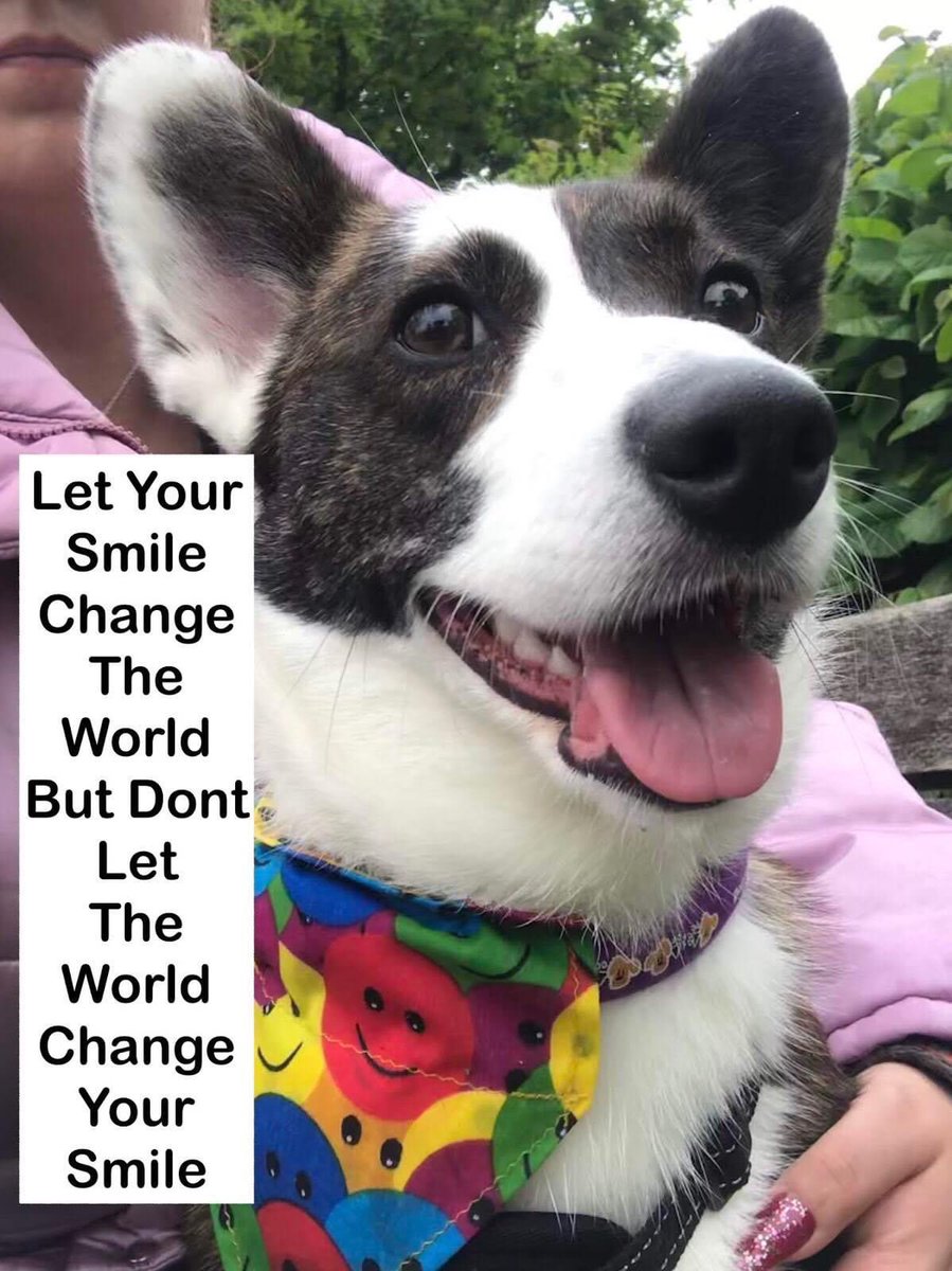 WillowAnCabbage's tweet photo. Smile and make someone happy luv Cabbage #cardigancorgi #corgination #puppylove #willowslegacy https://t.co/XBcYh65ZAv