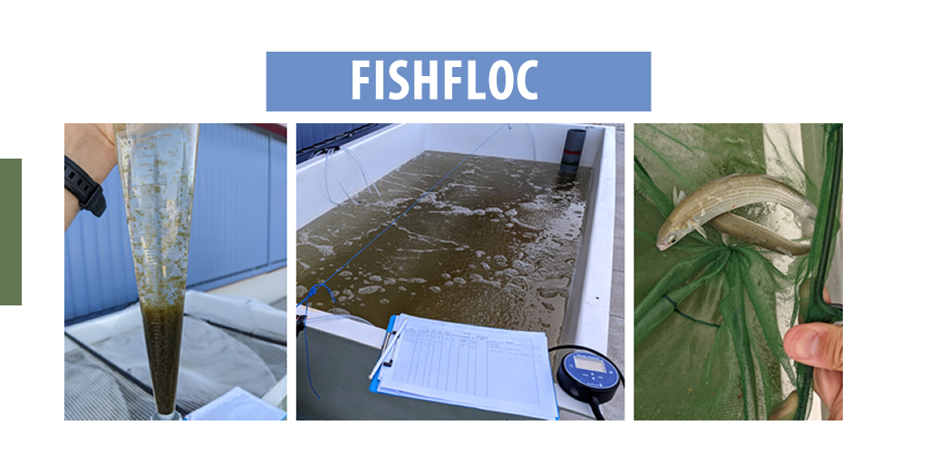 Ctaqua_CT's tweet photo. 🛫Empezamos PRUEBA piloto para estudiar viabilidad de tecnología #biofloc para cultivo de mugílidos en fase de engorde, en base a calidad de 💧agua del sistema, crecimiento 📈, conversión alimento 🐟y mortalidad.
🔗https://t.co/KHcAdfV0pk
#FISHFLOC #acuicultura #FEMP #pleamar https://t.co/uYvKDdXxk1