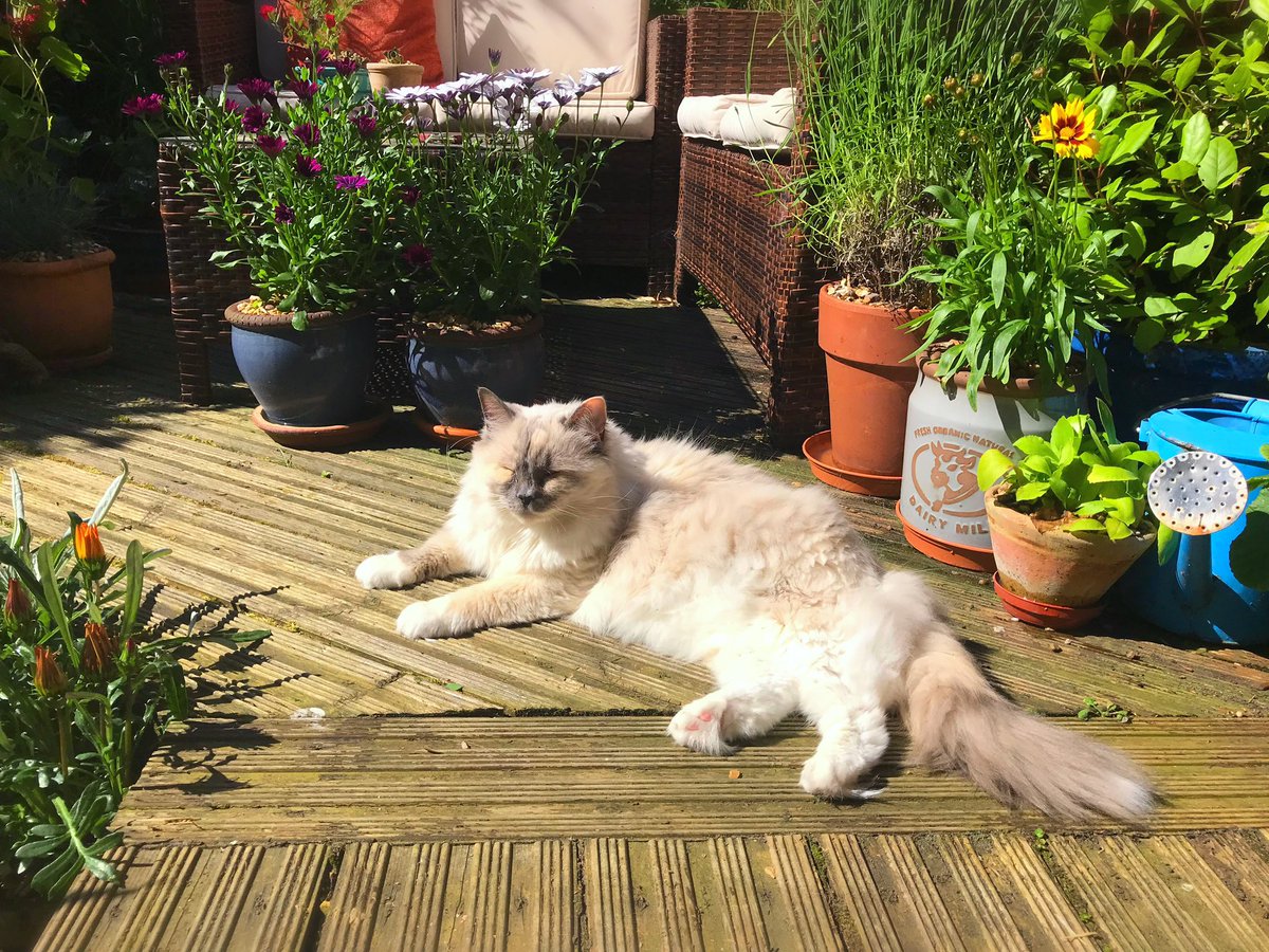 Betty_Boo_Kat's tweet photo. It’s gonna be a beautiful day ☀️😻☀️ Come on outside - let’s roll! 🐾💛🐾#jellybellyfriday https://t.co/9o5kG1u2n9