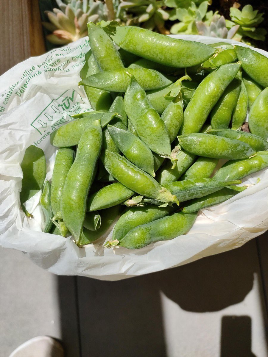 Première récolte de l’année sur la terrasse partagée de la Résidence Intergenerationnelle Cocoon’Age de <a href="/SEiffage/">smartseille Eiffage</a>