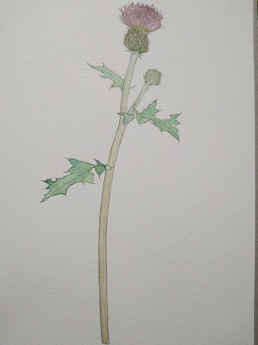 とげ 高画質 のtwitterイラスト検索結果 古い順