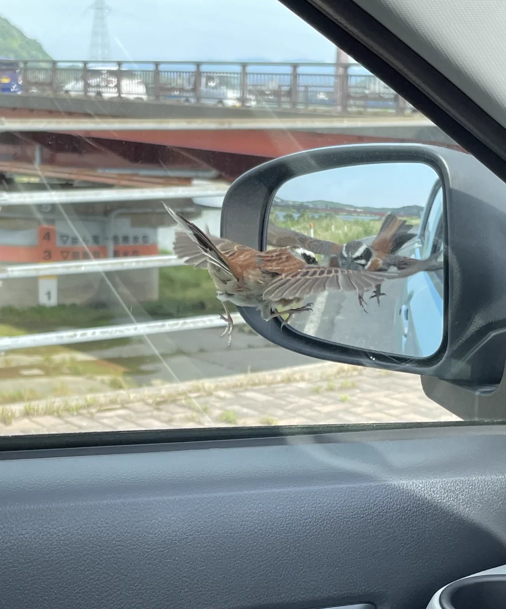 代車のサイドミラーを見ると？スズメがアタックを仕掛けていたwww