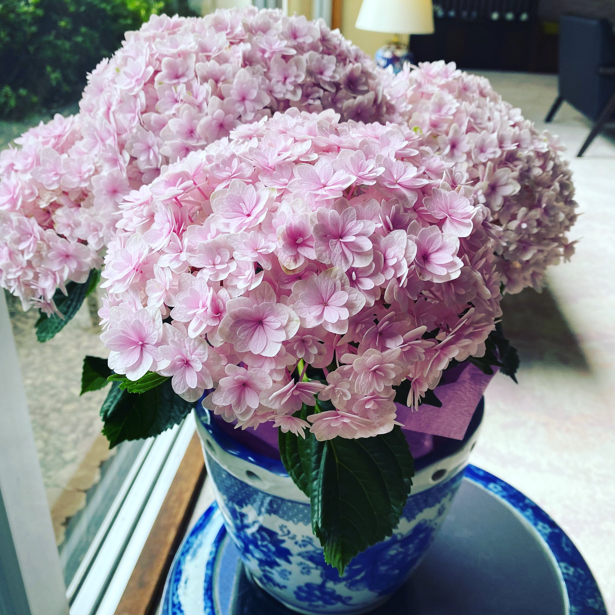 Suzukiya Ryokan 公式 鎌先温泉すずきや旅館 ロビーラウンジ紅 くれない 紫陽花 てまりてまりピンク 宮城県 白石市 鎌先温泉 すずきや旅館 温泉 旅館 部屋食 黄金風呂 ラウンジ 紫陽花 あじさい てまりてまり ピンク Miyagi Shiroishi