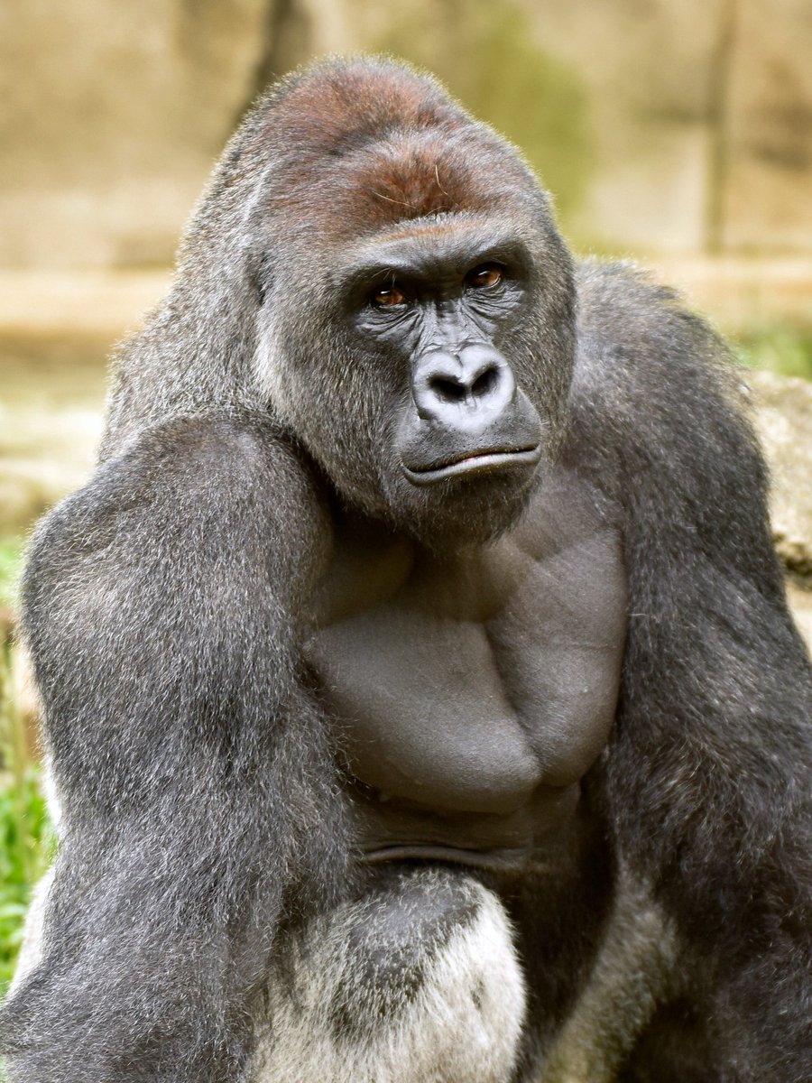 RealSpikeCohen's tweet photo. On this day 5 years ago, Harambe was murdered by the government for helping a lost child.

We will never forget, we will never forgive.

Rest with the angels, sweet prince. We will avenge you. https://t.co/9otQFLzdJI