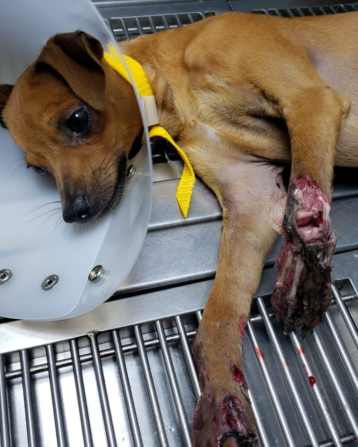 Camilo202178's tweet photo. @paoloigna1 Difundimos 🙏🏽
Amigos . este pequeño lleva 4 días en la clínica Terranova de boston, fue atropellado por un vehículo que huyó, su dueño es un anciano que vende tintos. Estamos en la lucha para que no pierda sus dos manitas  ya sabemos que una sera amputada ya que no hay irrigación https://t.co/FzZOlaRBKg