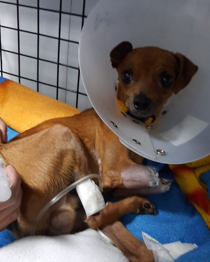 Camilo202178's tweet photo. @paoloigna1 Difundimos 🙏🏽
Amigos . este pequeño lleva 4 días en la clínica Terranova de boston, fue atropellado por un vehículo que huyó, su dueño es un anciano que vende tintos. Estamos en la lucha para que no pierda sus dos manitas  ya sabemos que una sera amputada ya que no hay irrigación https://t.co/FzZOlaRBKg