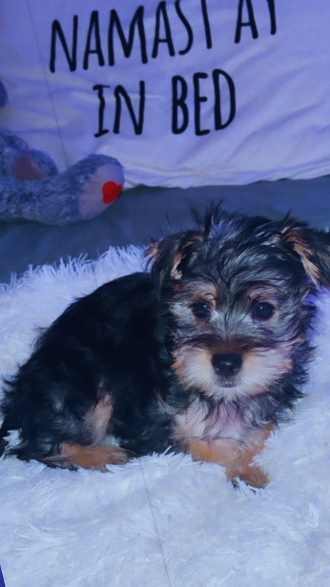 keidreim's tweet photo. meet mylo  
the new member of mi familia https://t.co/iLIp8WbTNQ
