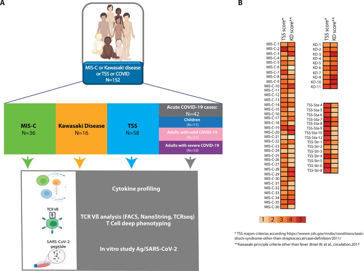 Science Magazine A New Sciimmunology Study Of 36 Children With Mis C A Serious Pediatric Condition Associated With Sarscov2 Revealed A Specific Kind Of T Cell Expansion Unique To Mis C That