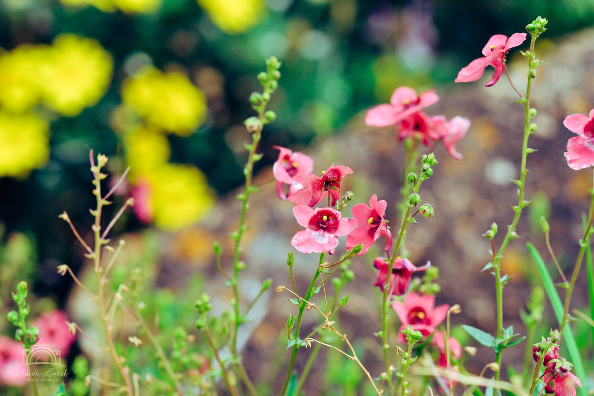 I tweet Photographs... 

Small big flowers. Because they bring joy!

#Clicks #Photography #SADiaries #Flowers