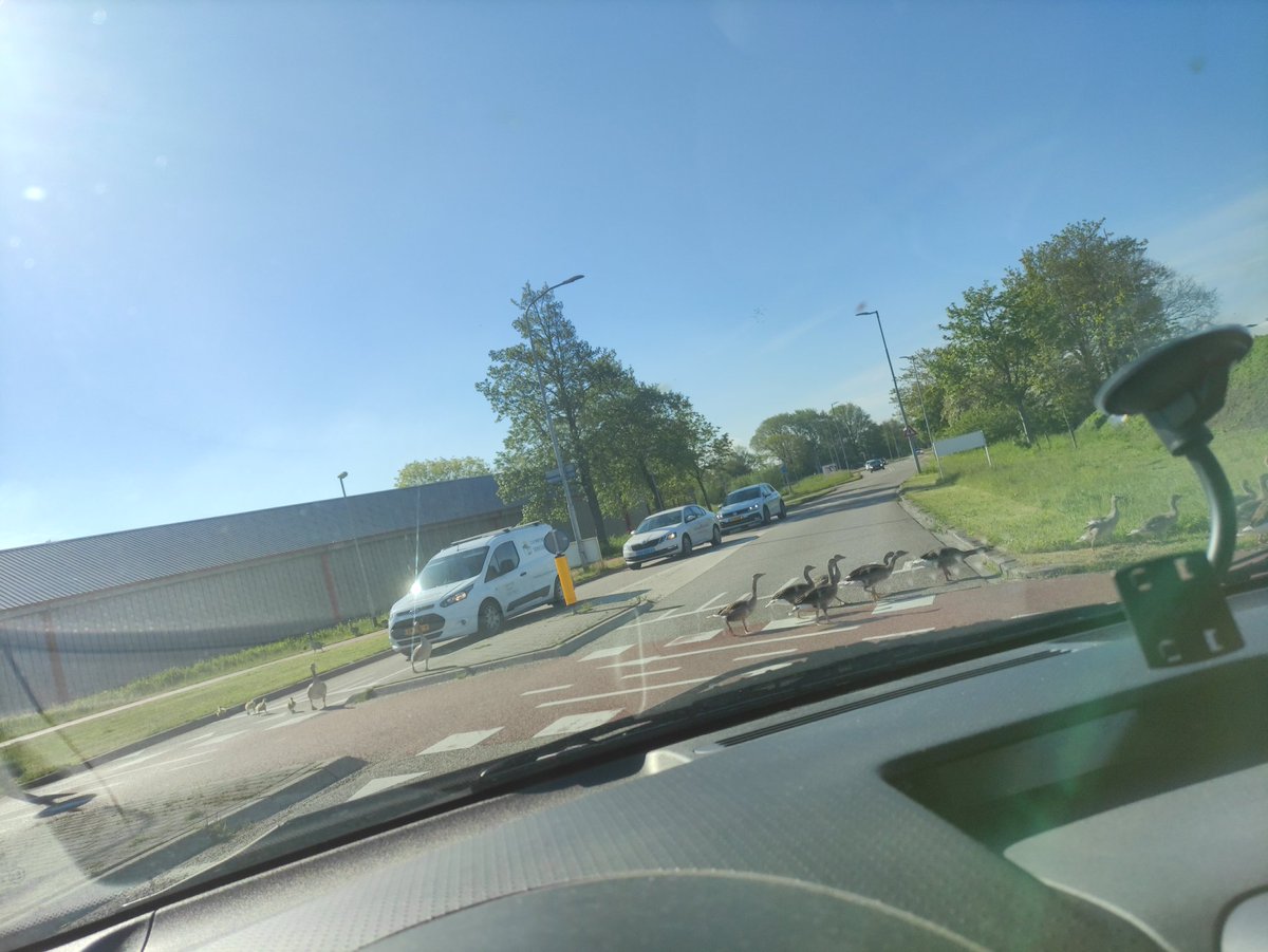 Familie gans steekt even over. Netjes bij de fiets oversteek. Jong geleerd is oud gedaan #verkeersveiligheid