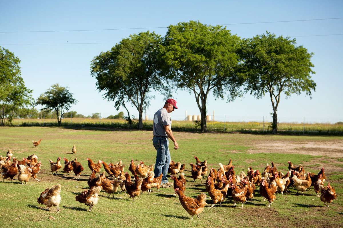 Texas: Farmers See Sustainable Eggs as the Industry’s Next Big Thing
bloomberg.com/news/articles/…
 Raising chickens with “regenerative agriculture” could create a new premium category.
@EggInnovations <a href="/NestFreshEggs/">NestFresh Eggs</a> <a href="/PattonLes/">Leslie Patton</a> <a href="/KimChipman1/">Kim Chipman</a>