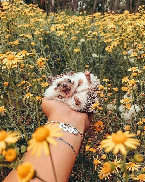 QaKsenia's tweet photo. @QaKsenia 
#may2021 #spring https://t.co/35m28ZRbfm
