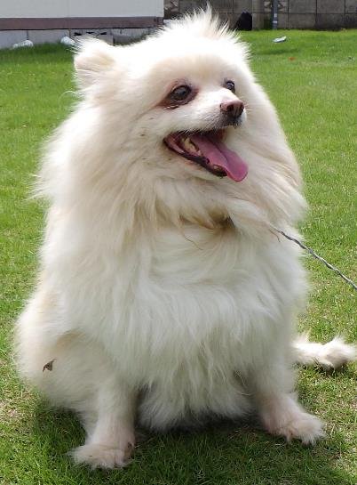 ポメラニアン犬 Twitter Search Twitter