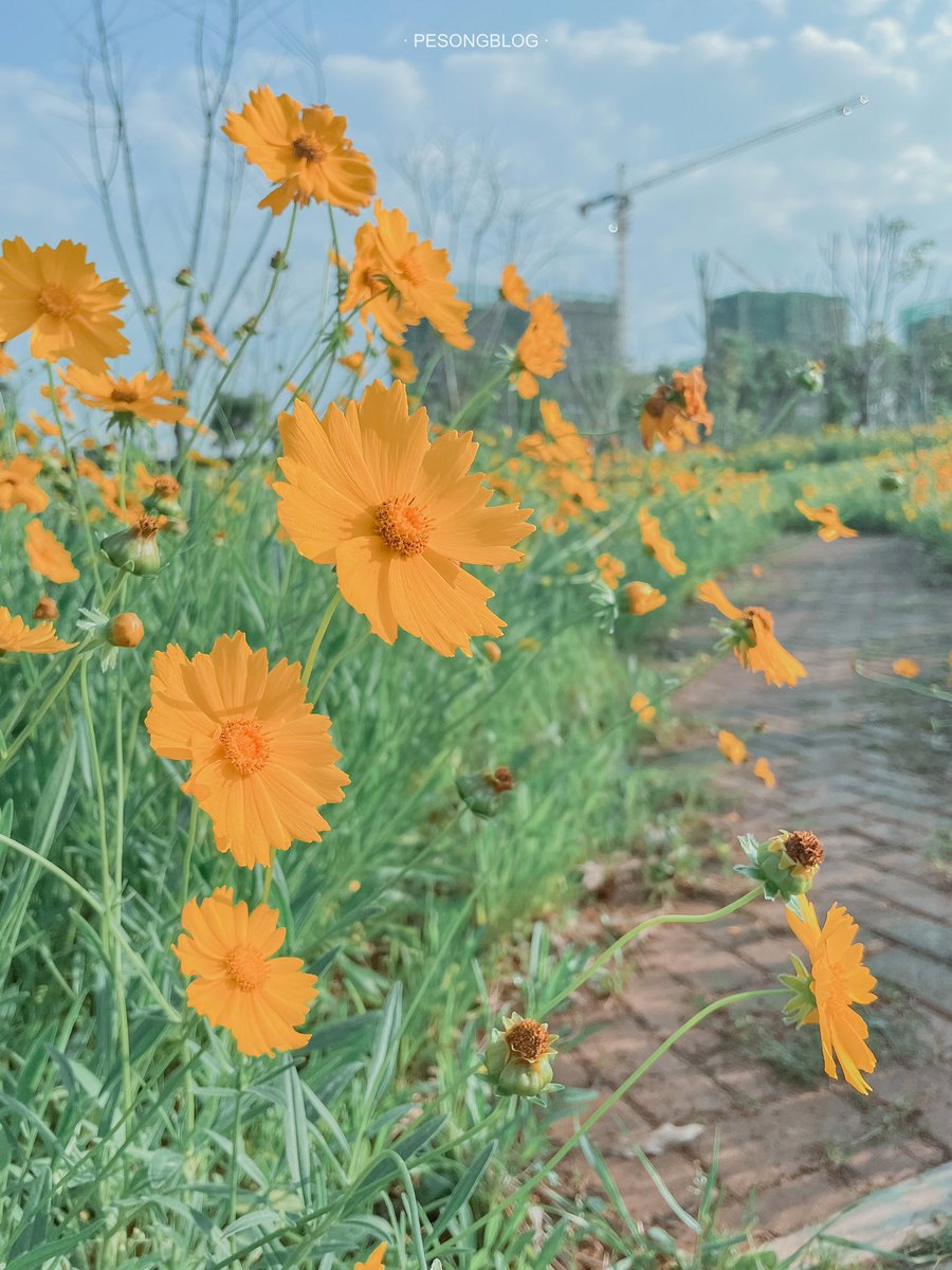 PESONGBLOG's tweet photo. Let's enjoy the flowers together.

#ShotoniPhone #iPhone #Color #Photography #Picture #Camera #Apple #PHOTOBYPESONG  #PESONGBLOG #Blogsxh #ShotoniPhone12Pro #iPhone12Pro https://t.co/gEG13eamok