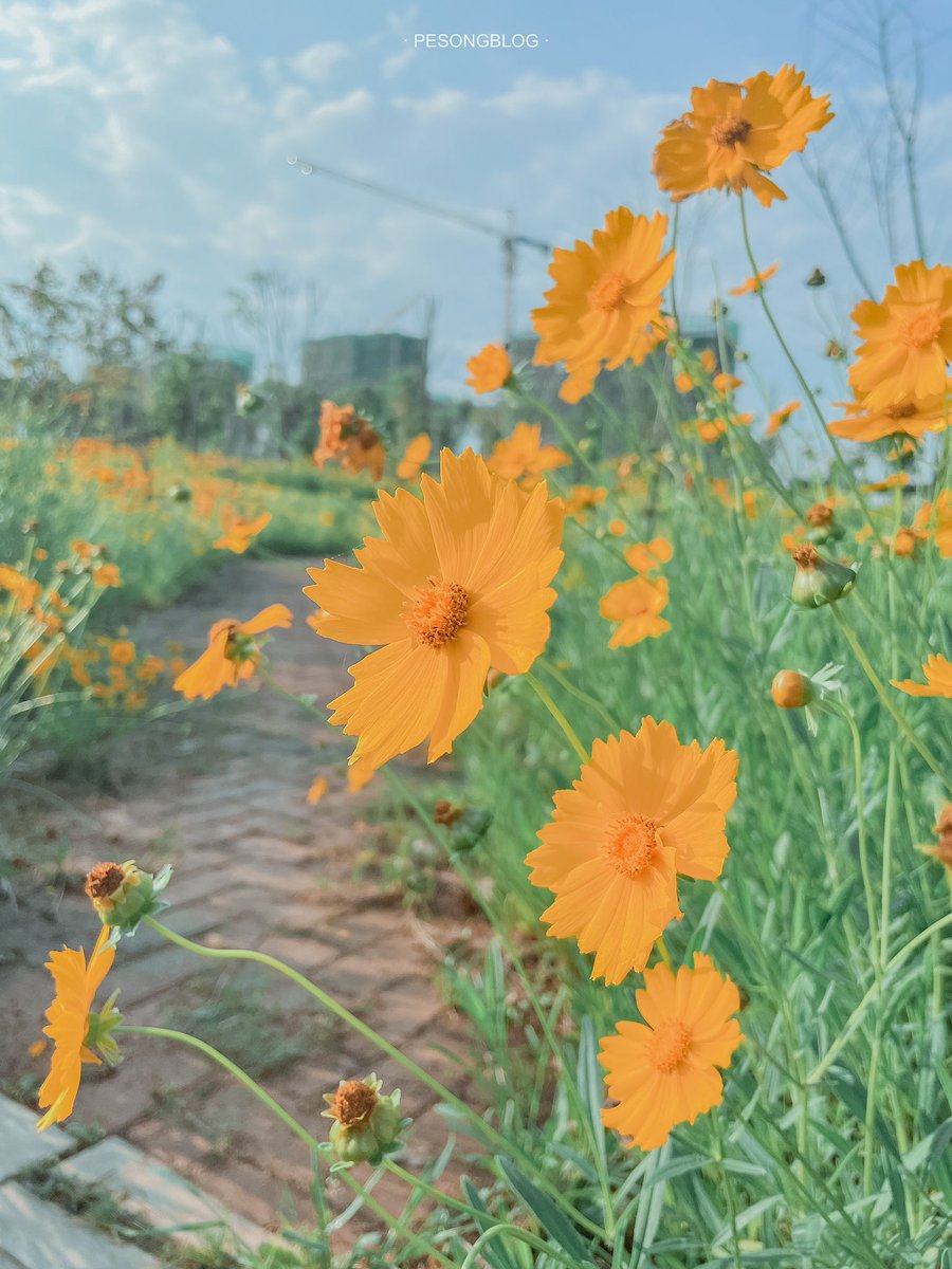 PESONGBLOG's tweet photo. Let's enjoy the flowers together.

#ShotoniPhone #iPhone #Color #Photography #Picture #Camera #Apple #PHOTOBYPESONG  #PESONGBLOG #Blogsxh #ShotoniPhone12Pro #iPhone12Pro https://t.co/gEG13eamok