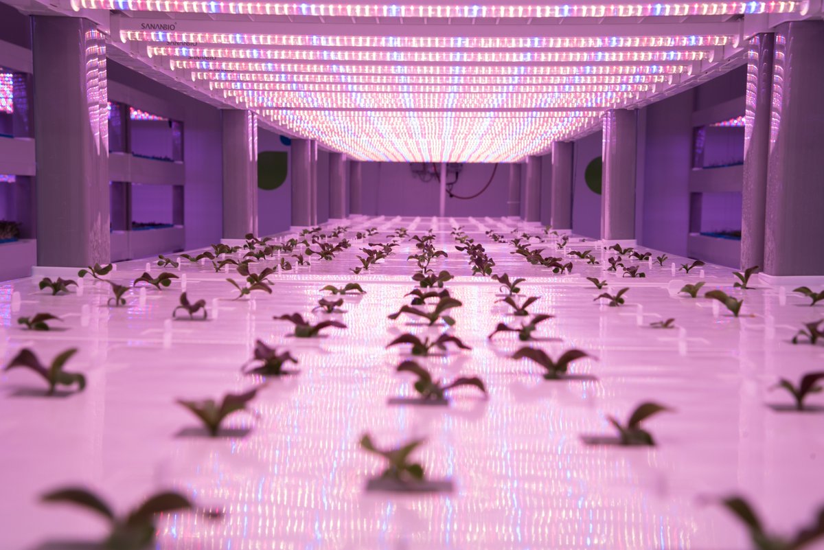 Rago_Group's tweet photo. La #VerticalFarm permette di ottenere una produttività maggiore rispetto a quella in campo. Si riesce in tempi brevi a raddoppiare la produzione. Un'ottima soluzione per minimizzare tempi, i costi, gli spazi, e lo spreco d'acqua. #AgriTech #AgriFood #IndoorFarming #GreenPower https://t.co/ETFUS5ujss