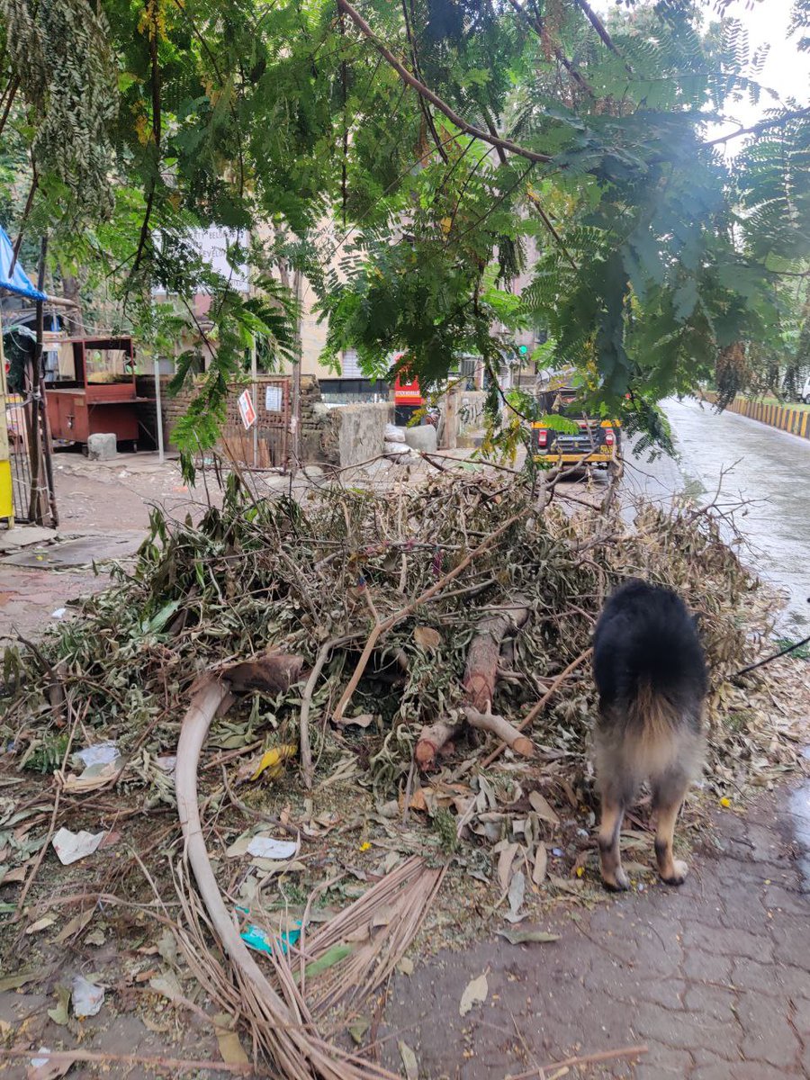 savy_ash's tweet photo. @mybmcWardRN @mybmc
Week has passed after the cyclone but no effort has been taken by the authorities to clear the aftermath caused by the cyclone, there are broken branches still stuck in the tree  itself is a problem. Request to clear to avoid any loss of life or property https://t.co/BwOxMLcEcy