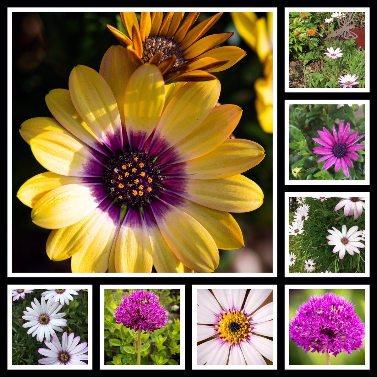 Osteospermum &amp; Alliums for #FlowersOnFriday 🌱🌸. #Flowers #garden