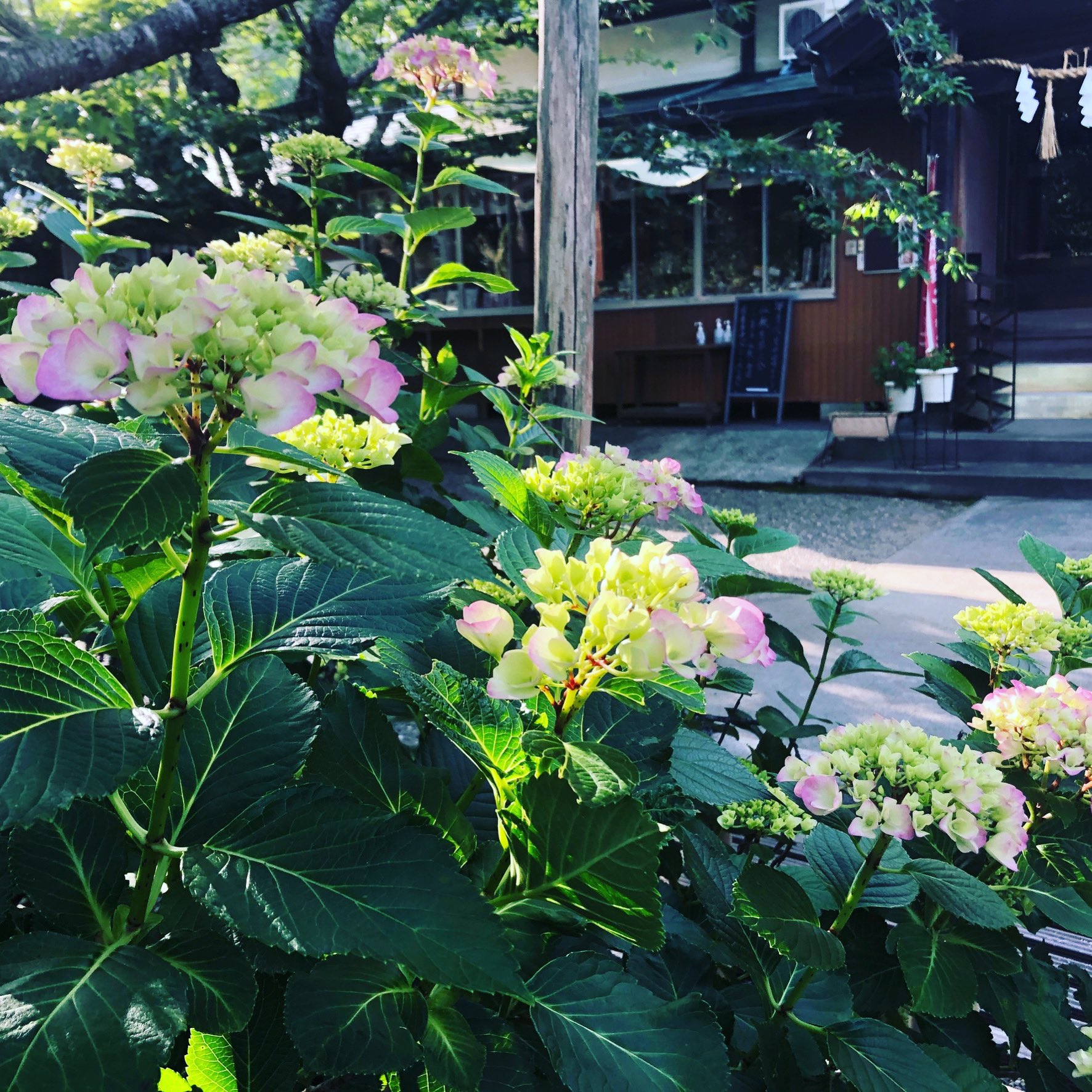 真野寺 真野大黒 境内の紫陽花が開花しだしました 6月6日の大黒天祭には見頃になりそうです 6月6日から7月6日まであじさい祭を開催します あじさい アジサイ 千葉県南房総市 護摩法要 商売繁盛 金運アップ T Co Pdmmylij3j Twitter