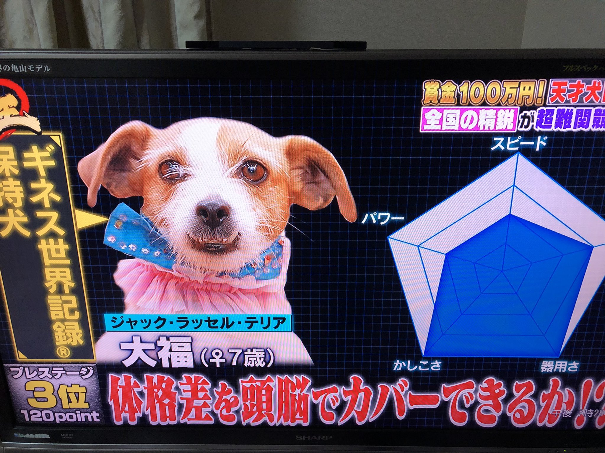 ゆったん 今やってる 犬王 に出てる 大福 って 智くん の顔にダイブしちゃったあの子 応援しちゃう 頑張れ大福 T Co Yq51qotpva Twitter