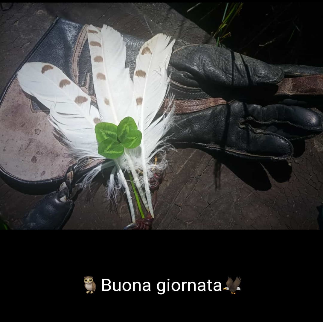 triskalwizards's tweet photo. #naturalove #falconeria #messaggerialati #triskal #maya #poianadiharris #lumi #gufodellenevi #holzo #falcopellegrino #safira #assiolotropicale #gothrom #lancillotto #barbagianni #nyx #guforealeeuropeo #volo #valledaosta #aymavilles #centrodifalconeria #gruppostorico https://t.co/TvBSOoXKV0