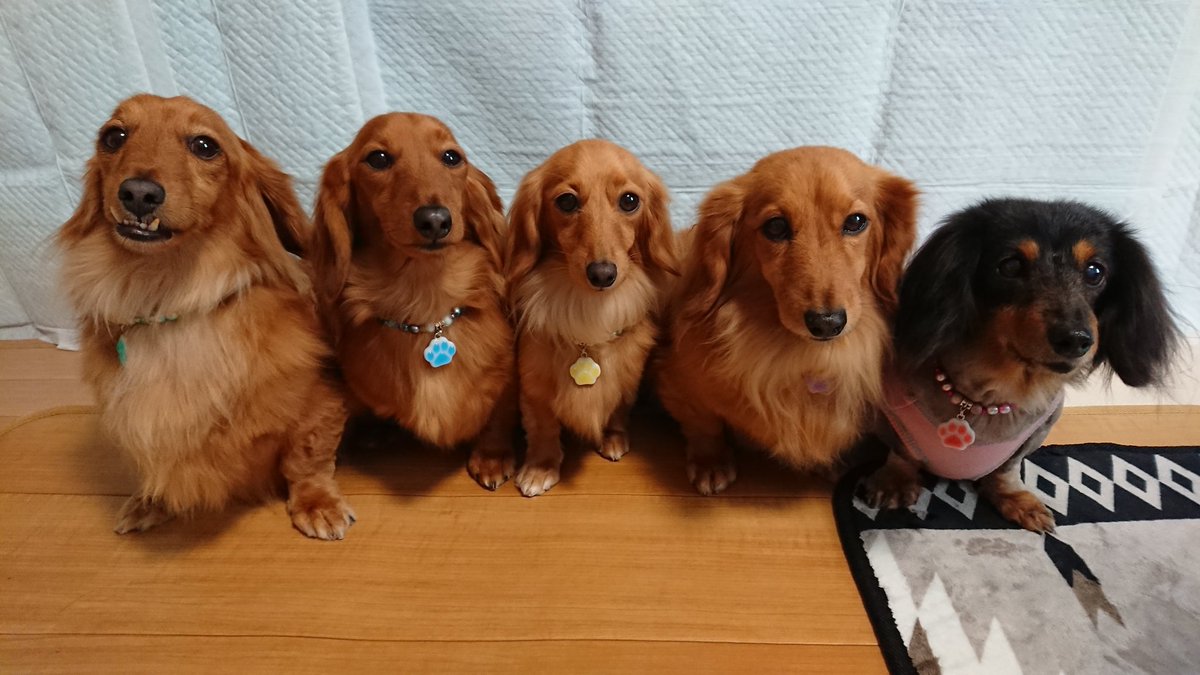 ミニチュアダックス多頭飼い Twitter Search