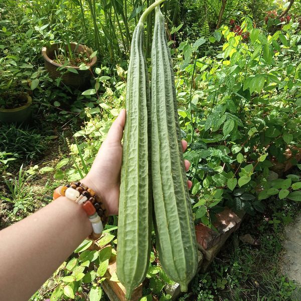 HerbsEncyclope's tweet photo. Luffa is a great source of vitamin B6 which is called pyridoxine. Vitamin B6 is essential for producing haemoglobin in the blood that helps mobilize iron &amp; carry oxygen to all cells in the body.

#plants #angledluffa #luffa
#recipe #food #garden #health_benefit #healthbenefit https://t.co/HzT0wc0hIC